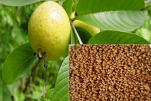 Health Benefits of Guava seeds
