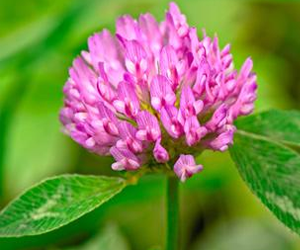 Health Benefits of Red Clover