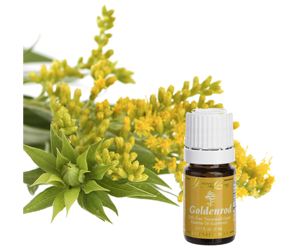 Health benefits of Goldenrod essential oil