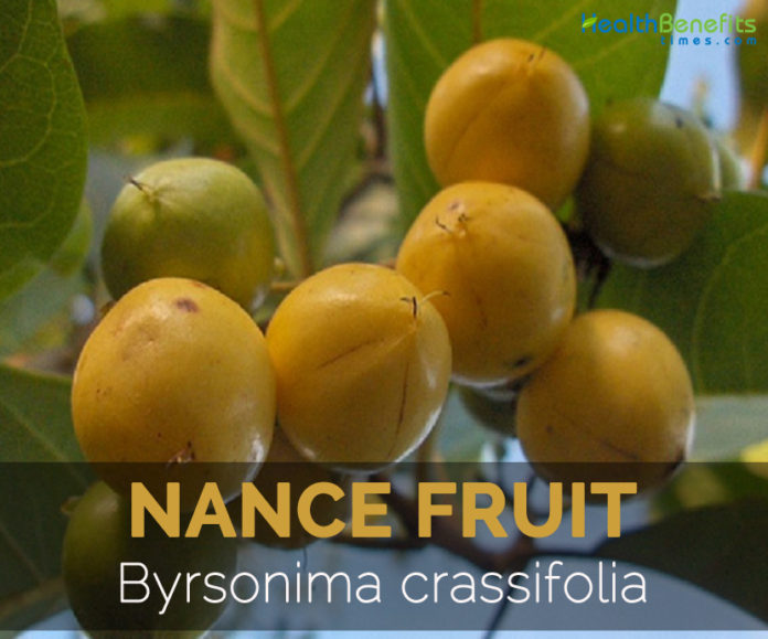 Nance fruit Facts, Health Benefits and Nutritional Value