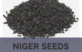 Niger seeds facts and health benefits