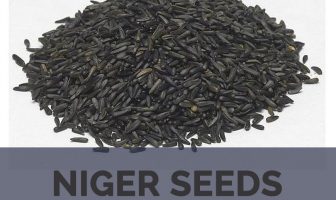 Niger seeds facts and health benefits