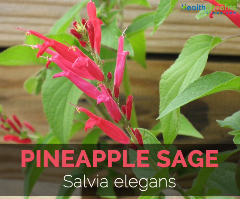 Pineapple Sage Facts and Health Benefits