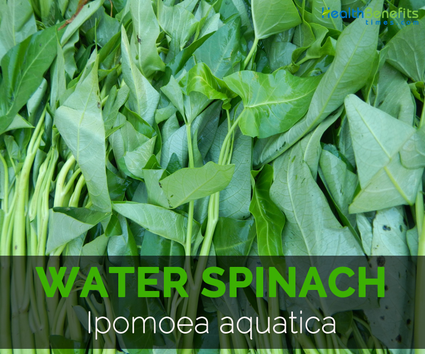 Swamp cabbage Facts, Health Benefits and Nutritional Value