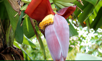 Banana Flower - Musa