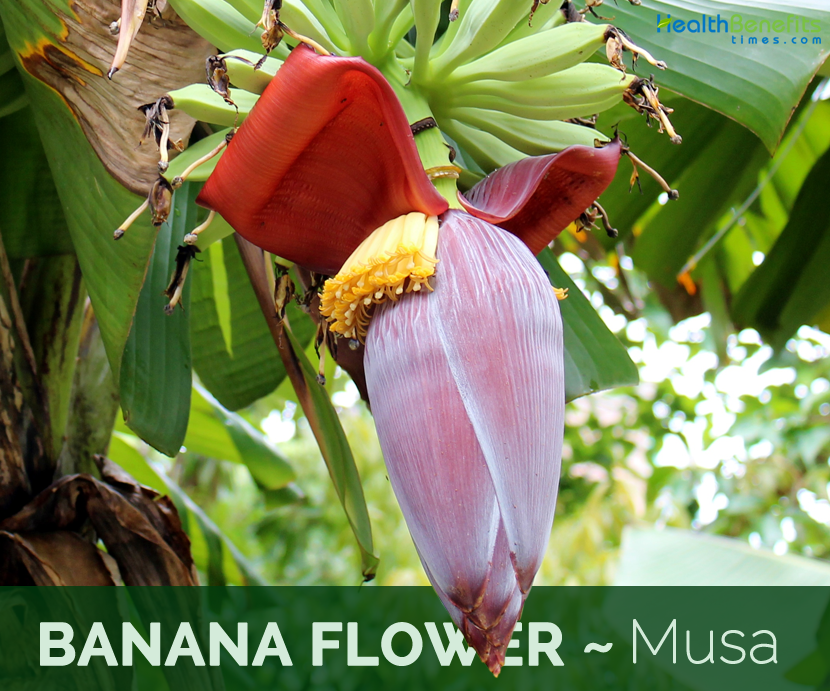 Banana Flower - Musa