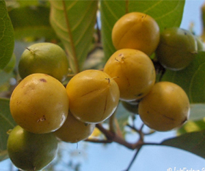 Health Benefits of Nance Fruit