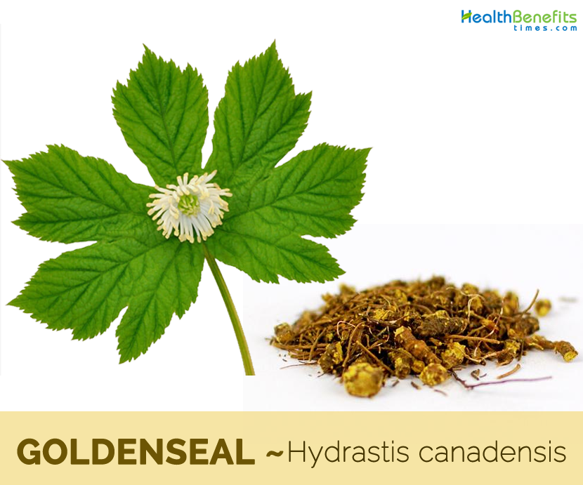 17 benefits of Goldenseal (Orangeroot)
