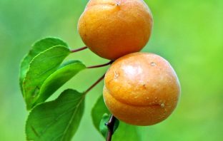 Apricot Facts