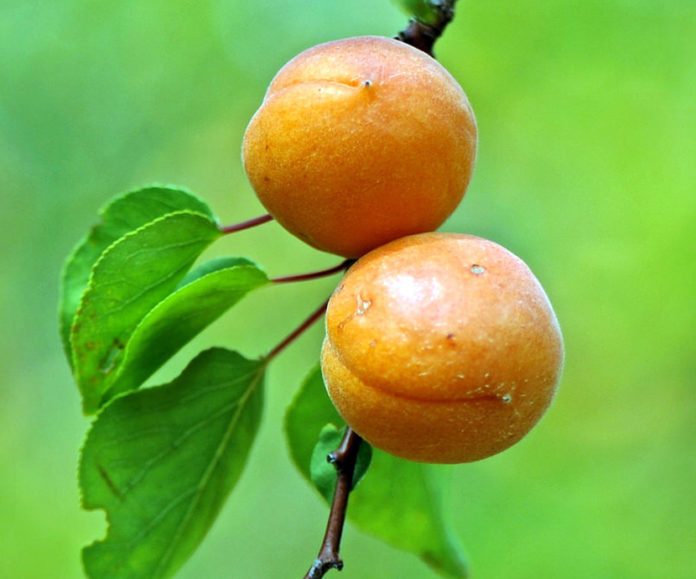 Apricot Facts and Nutritional value