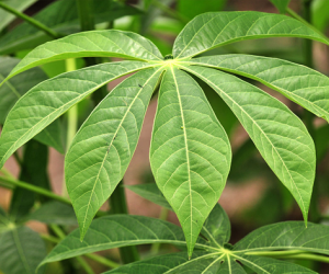 Cassava Herb