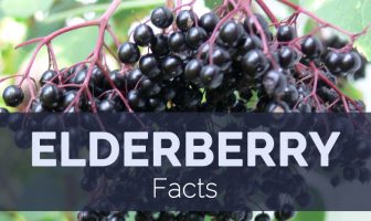 Elderberry Facts