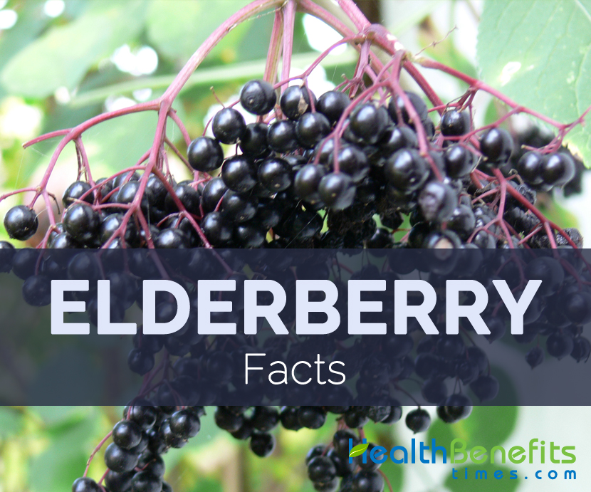 Elderberry Facts