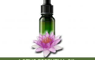 Lotus Essential Oil - Nelumbo nucifera