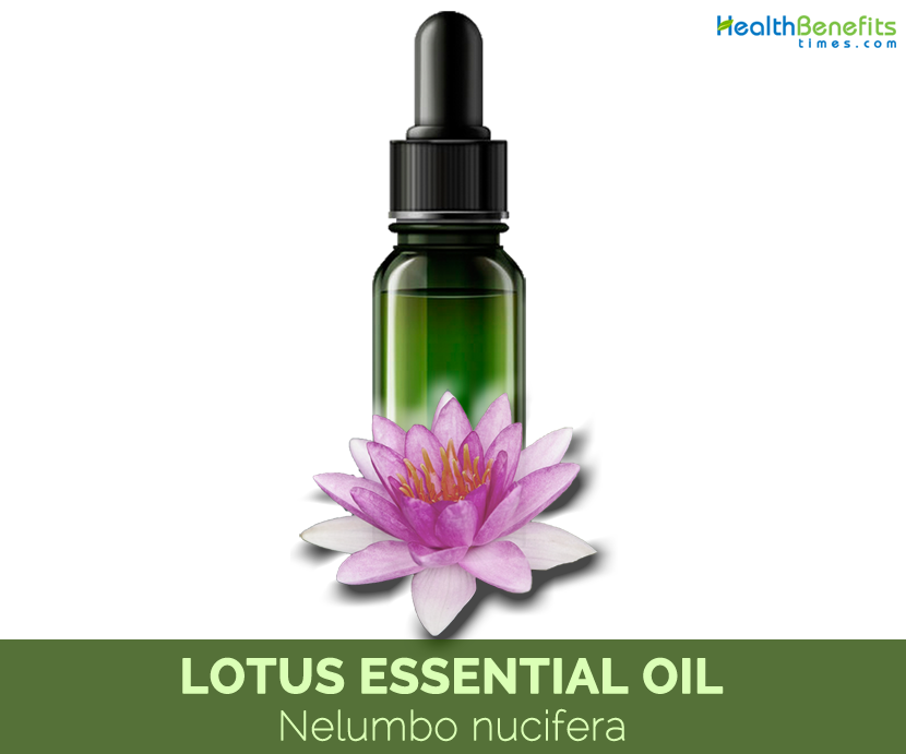 Lotus Essential Oil - Nelumbo nucifera