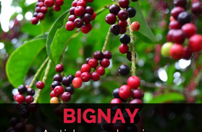 Camphor Facts and Health Benefits