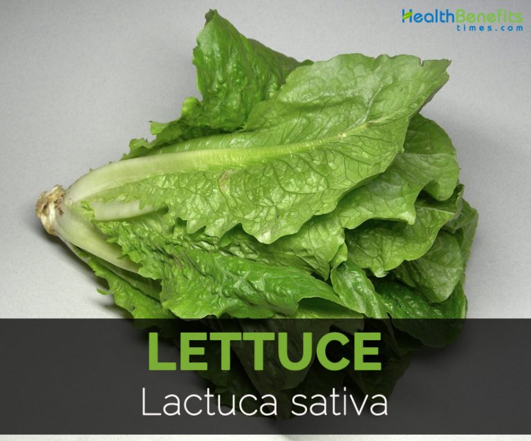 Lettuce Facts, Health Benefits and Nutritional Value