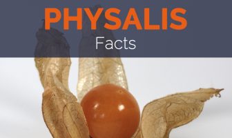 Physalis Facts