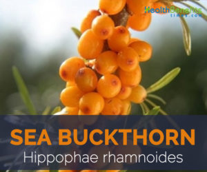 Sea Buckthorn facts and health benefits