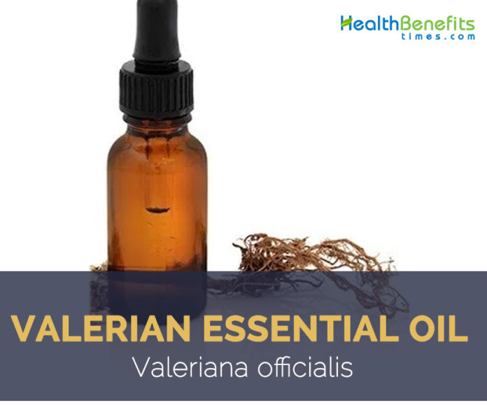 Valerian essential oil facts and health benefits