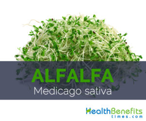 Alfalfa - Medicago sativa