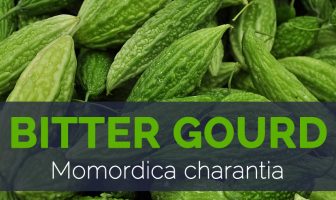 Bitter-gourd---Momordica-charantia