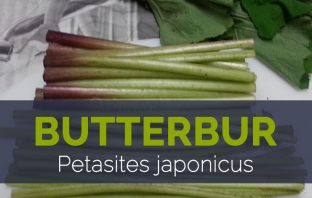 Butterbur - Petasites japonicus