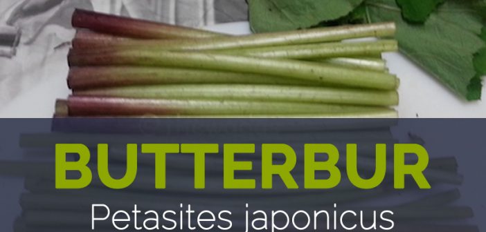 Butterbur - Petasites japonicus
