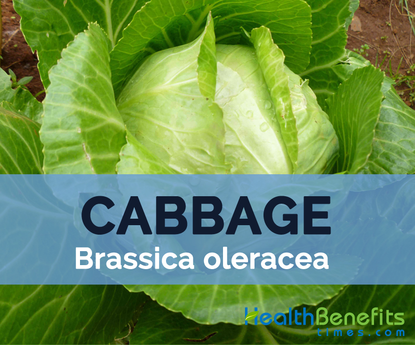 Cabbage---Brassica-oleracea
