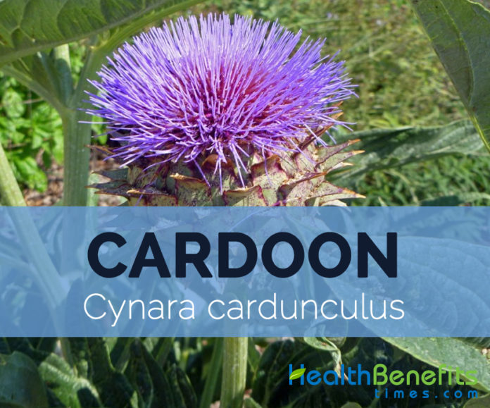 Cardoon - Cynara cardunculus - Health Benefits