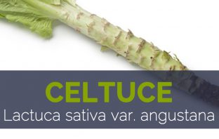Celtuce - Lactuca sativa var. angustana