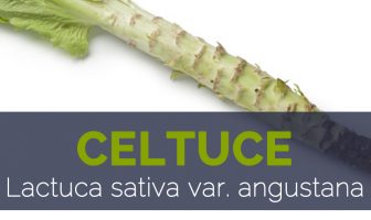 Celtuce - Lactuca sativa var. angustana