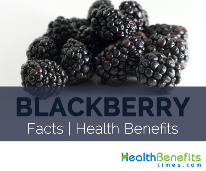 Blackberry Facts, Health Benefits and Nutritional Value