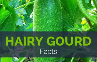 Hairy Gourd Facts