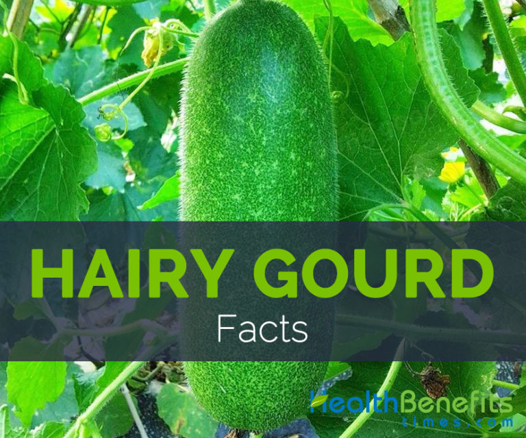 Hairy Gourd Facts and Nutritional value