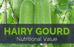 Hairy Gourd Nutritional Value