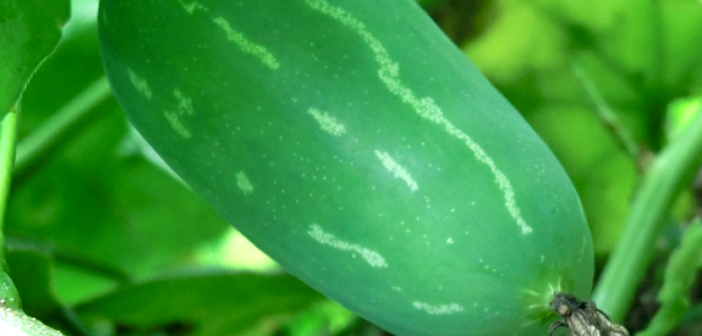 Health benefits of Ivy Gourd