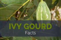 Ivy Gourd FActs