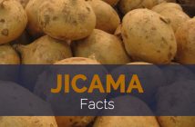 Jicama Facts