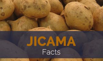 Jicama Facts