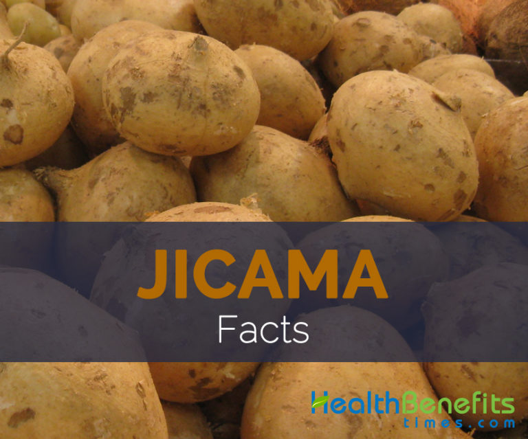 Jicama Facts and Nutritional value