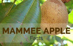 Mammee Apple Facts