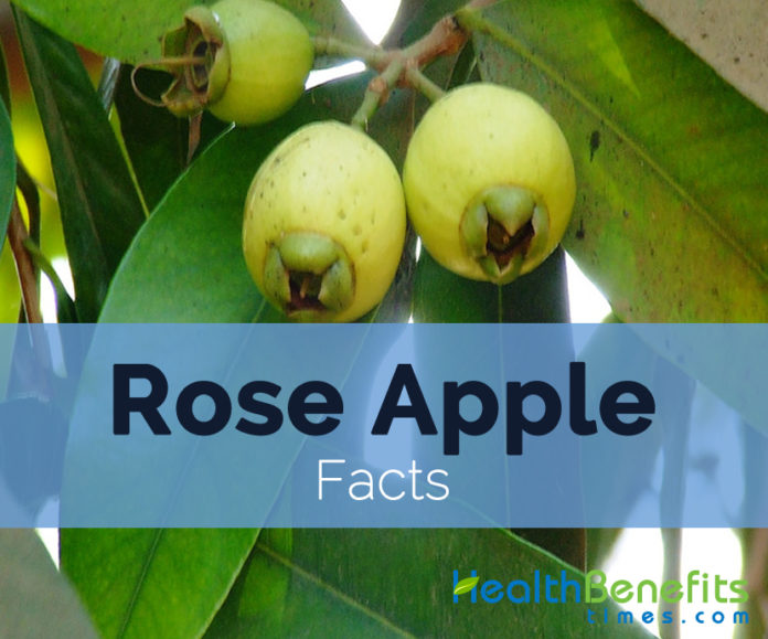 Rose Apple Facts and Nutritional value