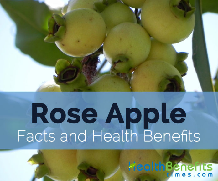 Watery Rose Apple Facts, Health Benefits and Nutritional Value