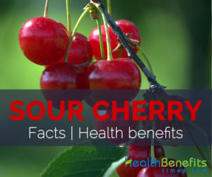 Sour Cherry - Prunus cerasus