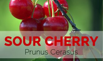 Sour Cherry – Prunus cerasus