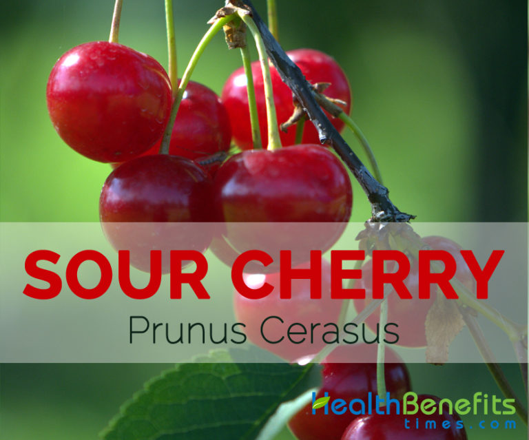 Sour cherry Facts, Health Benefits and Nutritional Value
