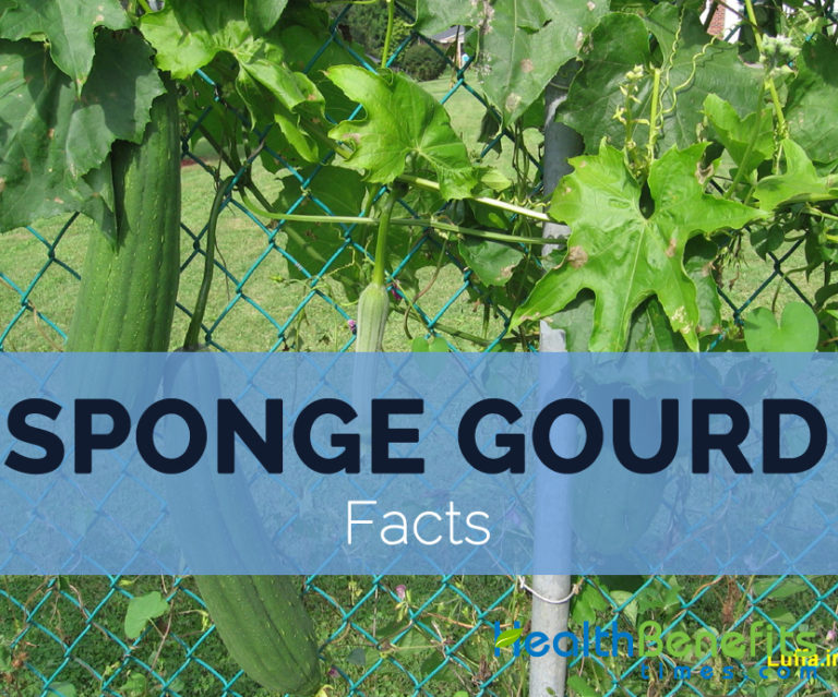 Sponge gourd, Luffa aegyptiaca Facts and Nutritional value