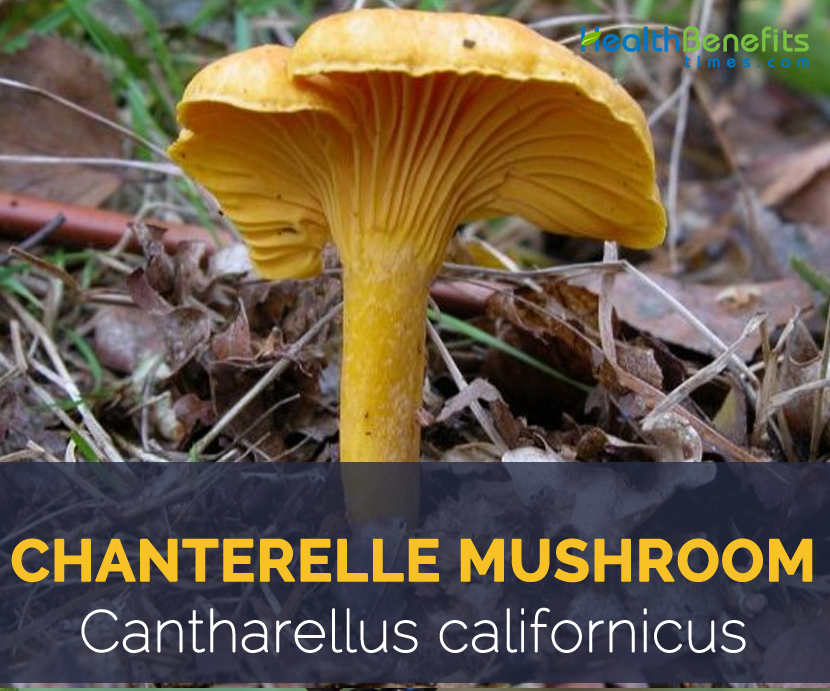 Chanterelle mushroom - Cantharellus californicus