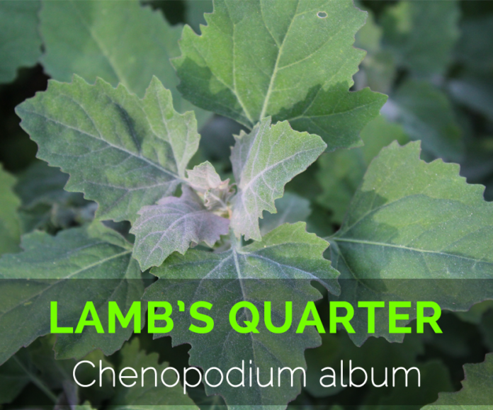 Lamb’s quarters Chenopodium album